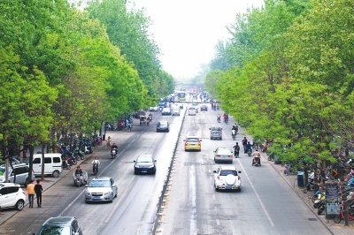 郑州文化路将大修 798棵行道树"咋办"引关注